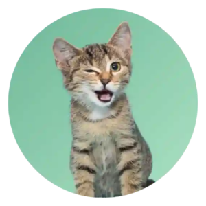 Kitten Food