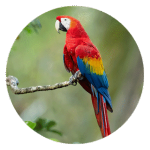 Bird Food