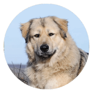 Dog Food